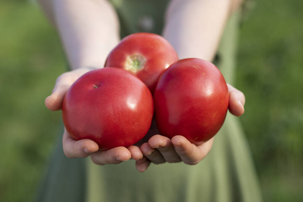 Vrouwelijke boer houdt rode rijpe tomaten in haar handen. Buitenfoto, close-up. - Foto, afbeelding
