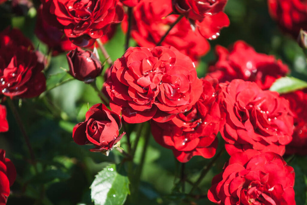 Grandes botões de flores de rosas vermelhas com grandes pétalas no jardim close-up - Foto, Imagem