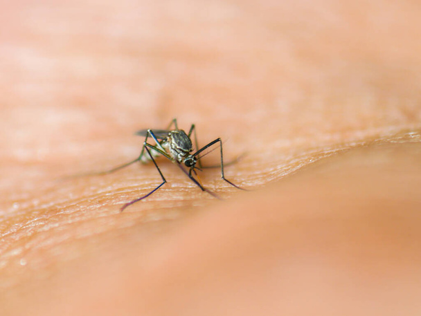Detailní záběr komára sajícího krev na kůži člověka. koncepce infekčních onemocnění - Fotografie, Obrázek