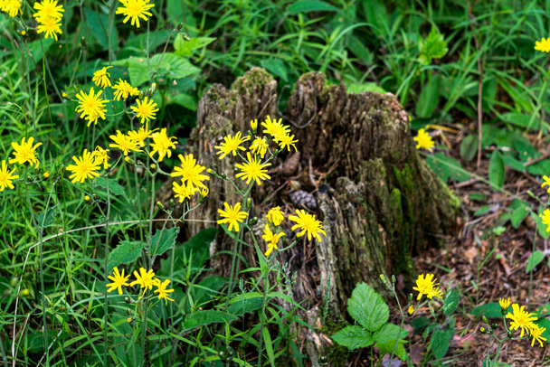 Sárga pitypang-szerű virágok, sárga vadvirág zöld fűben - Fotó, kép