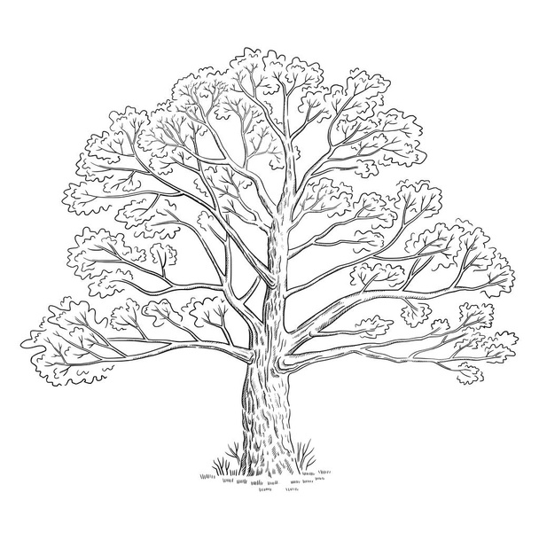 Vector illustration with sketch tree, black and white line art - Vector, Image