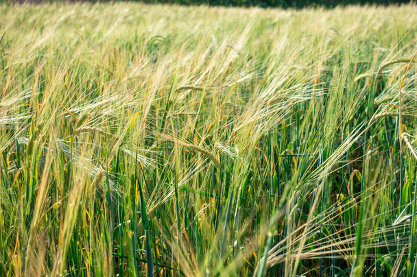 Un campo con espigas de trigo. Paisaje y naturaleza natural de fondo. Agricultura. Cosecha de pan - Foto, imagen