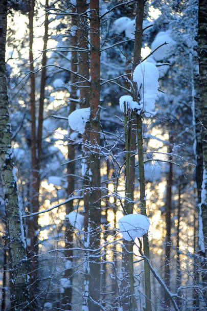 Зимний лес - Фото, изображение