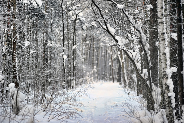 Winter forest - Foto, afbeelding