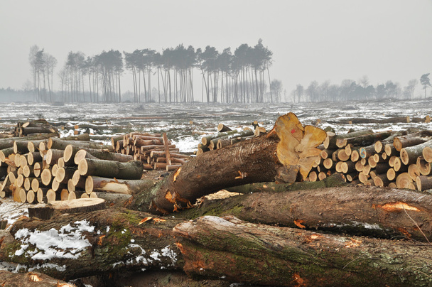A forest cut down during winter. - Photo, Image