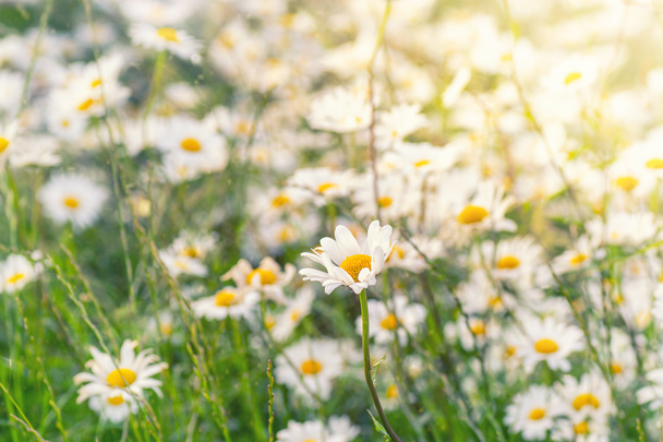 Blooming white daisy field. Beautiful nature scene. - Photo, Image