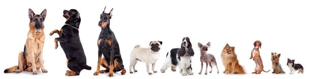 Group of pets standing in front of white background, studio shot - Photo, Image
