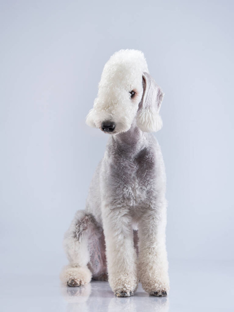 White Bedlington. close-up portrait of a dog. Charming pet - Fotó, kép