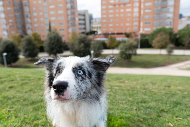 Pies pozowanie do kamery Owczarek australijski z niebieskim okiem i brązowym okiem - Zdjęcie, obraz