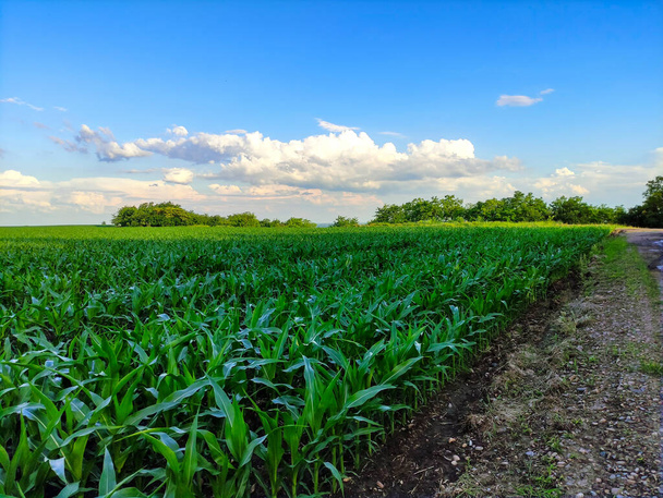 Groene maïs op het landbouwveld en plattelandsweg in de buurt - Foto, afbeelding