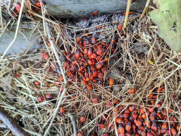 De nombreux insectes soldats dans un jardin - Photo, image