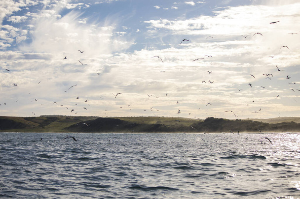 Mantello marino con cielo nuvoloso e gannetti del Capo (Morus capensis) che volteggiano nell'aria su una palla esca - Foto, immagini