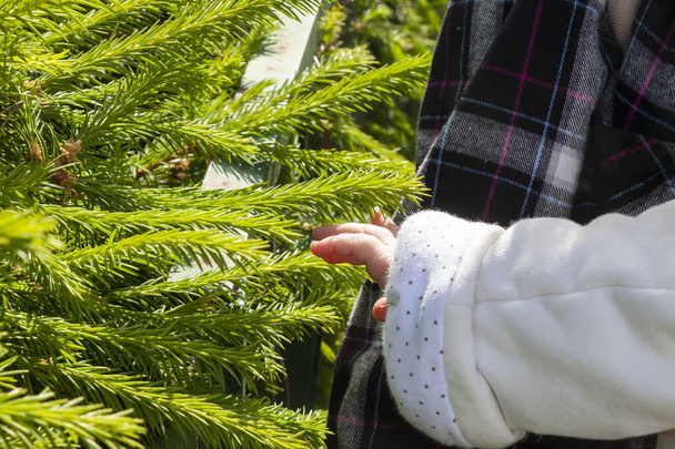 Il bambino tocca un rametto di abete rosso con giovani germogli. Felice bambino curioso toccare gli aghi su abete rosso al mercato degli alberi di Natale per le vacanze invernali - Foto, immagini