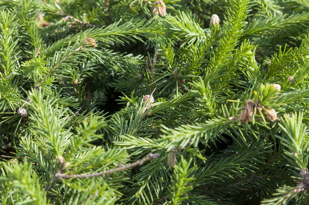 クリスマスフェアツリーブランチテクスチャ背景。ふわふわの松の木のブランチを閉じます。緑のトウヒクリスマスモミの木のブランチのテクスチャ背景。ふわふわの松の木のブランチを閉じます。緑のトウヒモミの針. - 写真・画像