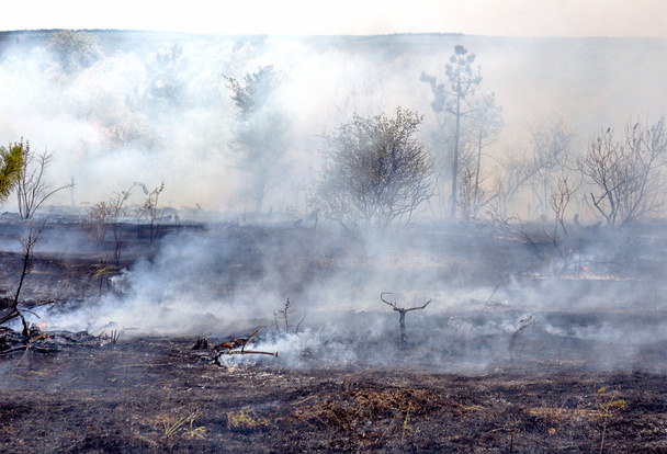 Orman yangınları ve Rüzgar kuru tamamen orman ve bozkır şiddetli bir kuraklık sırasında Güney Ukrayna yok. Doğa ve bölgenin ekonomisine düzenli hasar felaket getiriyor.  - Fotoğraf, Görsel