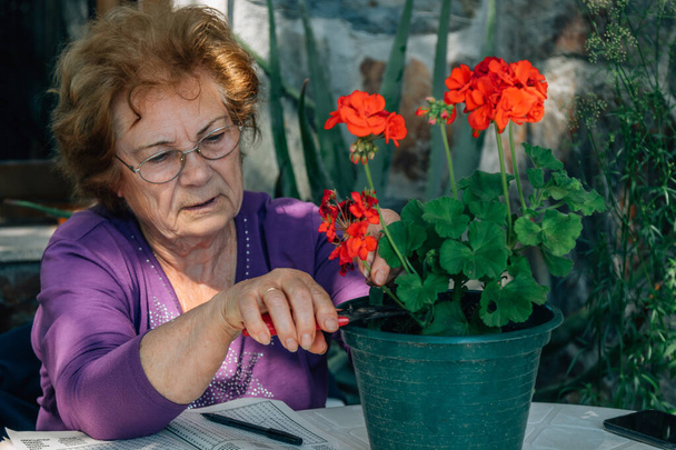 mujer mayor poda y cuidado de plantas en el jardín o huerto - Foto, Imagen