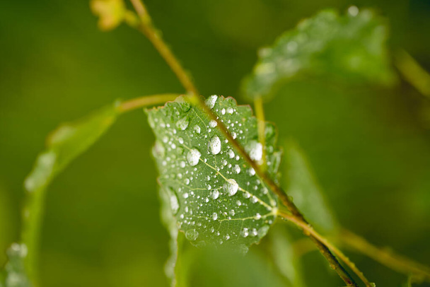 Raindrops on green leaves of a tree, clear and clear water - Фото, изображение