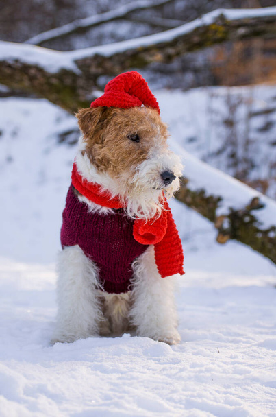 Noel kıyafetli tel saçlı tilki teriyeri kışın ormanda karda yürüyor. Yılbaşında Noel Baba şapkası takan evcil köpek. Takvim ve tebrik kartı resmi. - Fotoğraf, Görsel