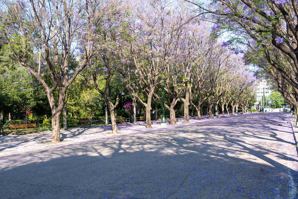 Drzewa Jakaranda kwitnące w centrum Grecji w Atenach. Rośliny z niebieskimi purpurowymi kwiatami cień ulicy, która prowadzi do Zappeion Megaron punkt orientacyjny. Słoneczny wiosenny dzień, błękitne niebo tło. - Zdjęcie, obraz