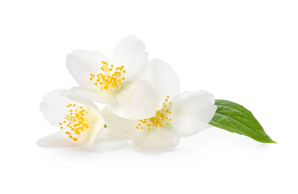Hermosas flores de jazmín sobre fondo blanco - Foto, Imagen