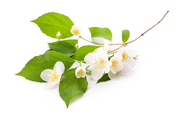 Krásné jasmín květiny na bílém pozadí - Fotografie, Obrázek