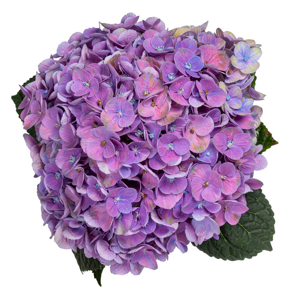 Vista superior detallada de Hortensi aka flor de hortensia - Foto, imagen