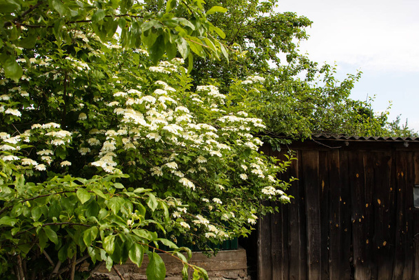 Fényes fehér virágok a viburnum bokor közeli - Fotó, kép