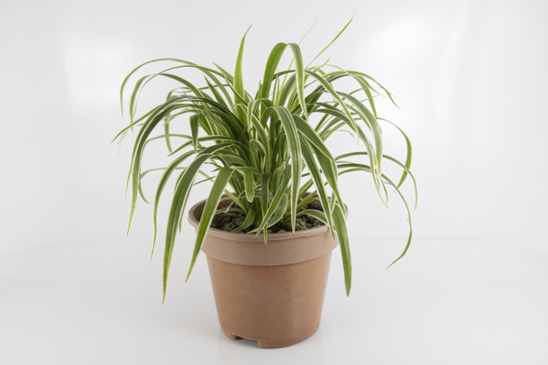 白い背景の上に茶色の鍋にスパイダー植物 - 写真・画像