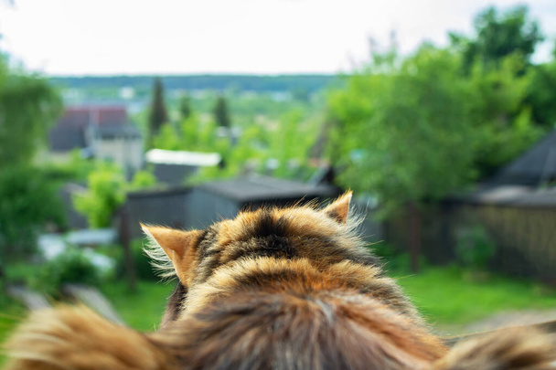 Ginger γάτα βρίσκεται και κοιτάζει έξω από το παράθυρο από κοντά - Φωτογραφία, εικόνα
