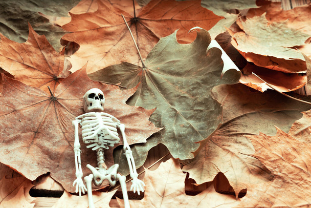szkielet ludzki na tle opadłych żółtych liści. w naturze wszystko umiera - Zdjęcie, obraz