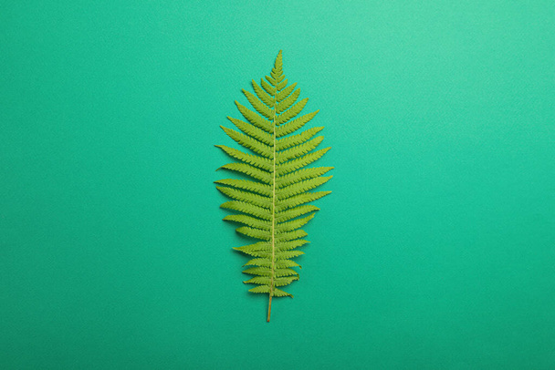 Beautiful tropical fern leaf on light green background, top view - Photo, image