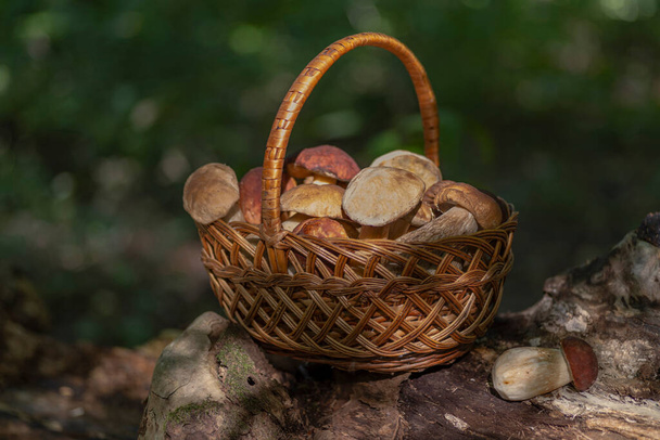 Fresh wild brown cap boletus in a wicker basket, autumn harvest. Rural farm-style mushroom hunting time. Edible healthy fungus picking season in the forest. - Fotoğraf, Görsel