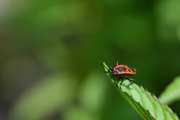 Close-up of a black and red fire bug (Pyrrhocoris apterus) waiting on the leaf of a peppermint plant - Photo, Image