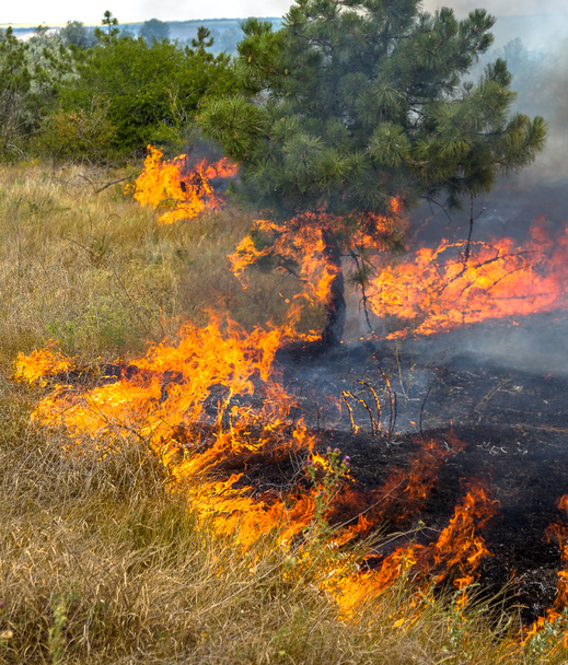 σοβαρή ξηρασία. δασικές πυρκαγιές στον ξηρό αέρα καταστρέψει εντελώς το δάσος και τη στέπα. καταστροφή για την Ουκρανία φέρνει ζημιών τακτική φύση και την οικονομία της περιοχής. - Φωτογραφία, εικόνα