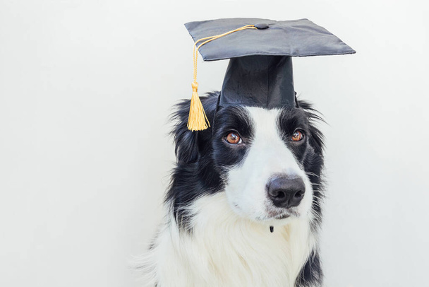 Funny proud graduation puppy dog border collie with comical grad hat isolated on white background. Little dog in graduation cap like student professor. Back to school. Cool nerd style. Funny pet - Foto, Imagem