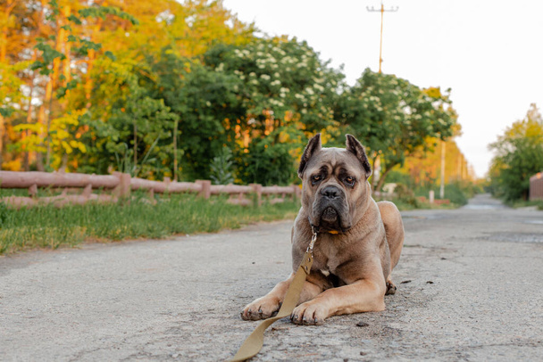 Portret włoskiego trzcinowego corso, kolor formentino. Na zielonym trawniku. Silny, potężny pies.. - Zdjęcie, obraz