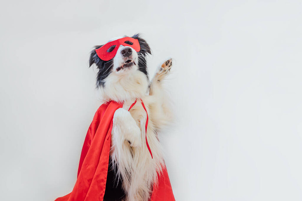 Divertido retrato de lindo perro frontera collie en traje de superhéroe aislado sobre fondo blanco. Cachorro con máscara de superhéroe rojo y capa en carnaval o halloween. La justicia ayuda a fortalecer el concepto - Foto, imagen
