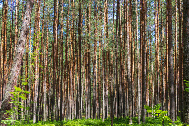 Pine trees in a forest in northern Russia on a sunny summer day. Coniferous forests of the middle latitude. Straight vertical tree trunks. - Photo, Image