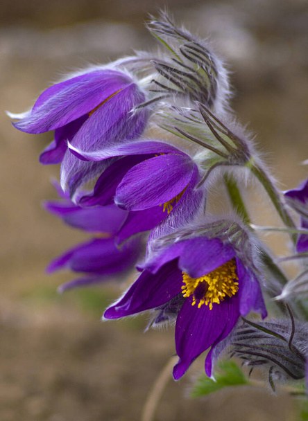 Flowers of the Windflower or Pulsatilla Patens.First spring blooming flower, purple plant macro, dream grass - Photo, Image