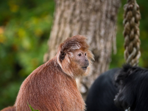 Два восточнояванских лангура, обезьяна из подсемейства колобинов - Фото, изображение