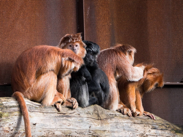 Grupo de Javan langur oriental, um macaco da subfamília Colobinae - Foto, Imagem