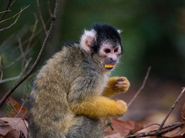 nero capped scoiattolo scimmia mangiare - Foto, immagini