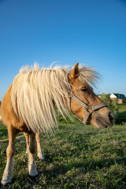 A ginger horse with a white mane with a bunch of grass in his mouth. The bottom point of the survey against the background of the sky. - Foto, afbeelding