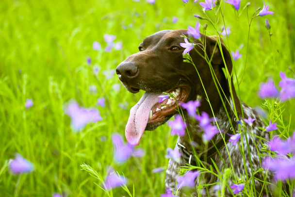 Yazın açan mor kır çiçeklerinin arasında yeşil bir çayırda güzel mutlu bir Drathaar köpeği. Kıllı bir Alman köpeği. Boynunda tasmayla dışarı sarkan dilli büyük bir av köpeği türü. - Fotoğraf, Görsel