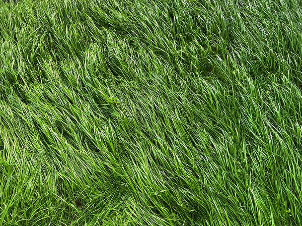 Abstrakter Hintergrund von saftig grünem Gras - Foto, Bild