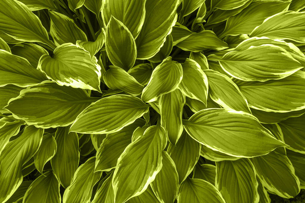 Natural lime green background with fresh leaves of hosta undulata plant - Photo, Image