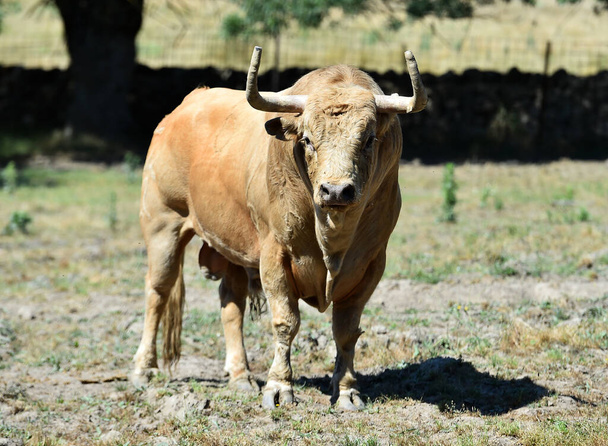 un toro fuerte con cuernos grandes en una granja ganadera española - Foto, imagen