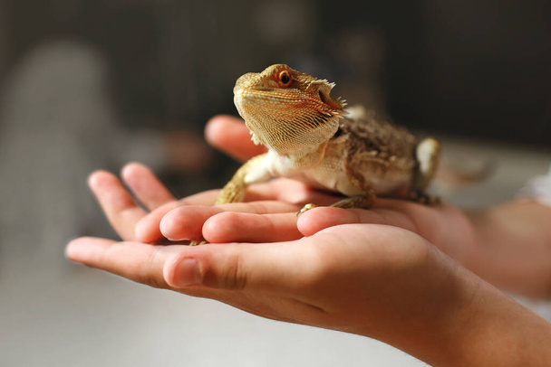 Un lagarto de arena se sienta en la mano de un hombre. Reptil con espinas afiladas y escamas de color amarillo marrón. Cultivando un animal anfibio en casa. Cabeza de dragón de cerca - Foto, imagen