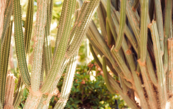 cactus plants at stone decorative summer garden sunlight - 写真・画像