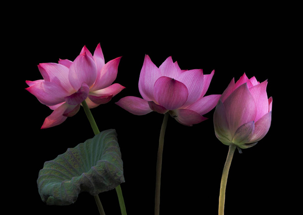 Flores de loto rosadas, aisladas sobre fondo negro. Objeto con ruta de recorte. - Foto, Imagen